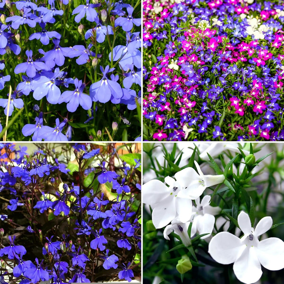 Carpet Creeping Lobelia seeds for neat border coverage and spring color