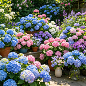 Carpet Creeping CarpetC mixed hydrangea seeds pack for borders and display in gardens.