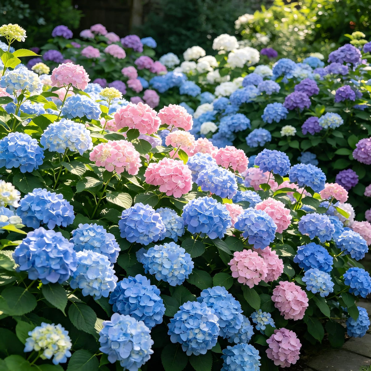 Carpet Creeping CarpetC ornamental use only for decorative garden accents.