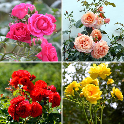 Carpet Creeping CarpetC rose seeds packet for border hedges