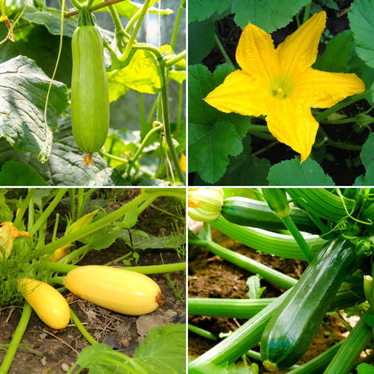 Carpet Creeping CarpetC zucchini seeds on packet front, ideal for easy spring planting.
