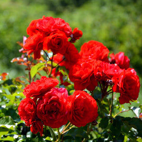 Carpet Creeping CarpetC sunlit fragrant bloom in flower bed