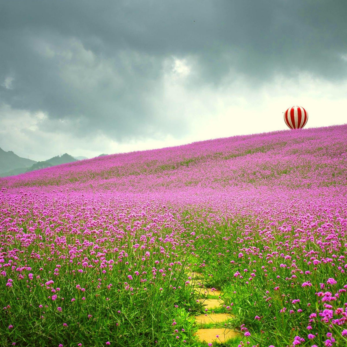 Carpet Creeping CarpetC verbena seeds offer an heirloom, non-GMO option for gardeners.