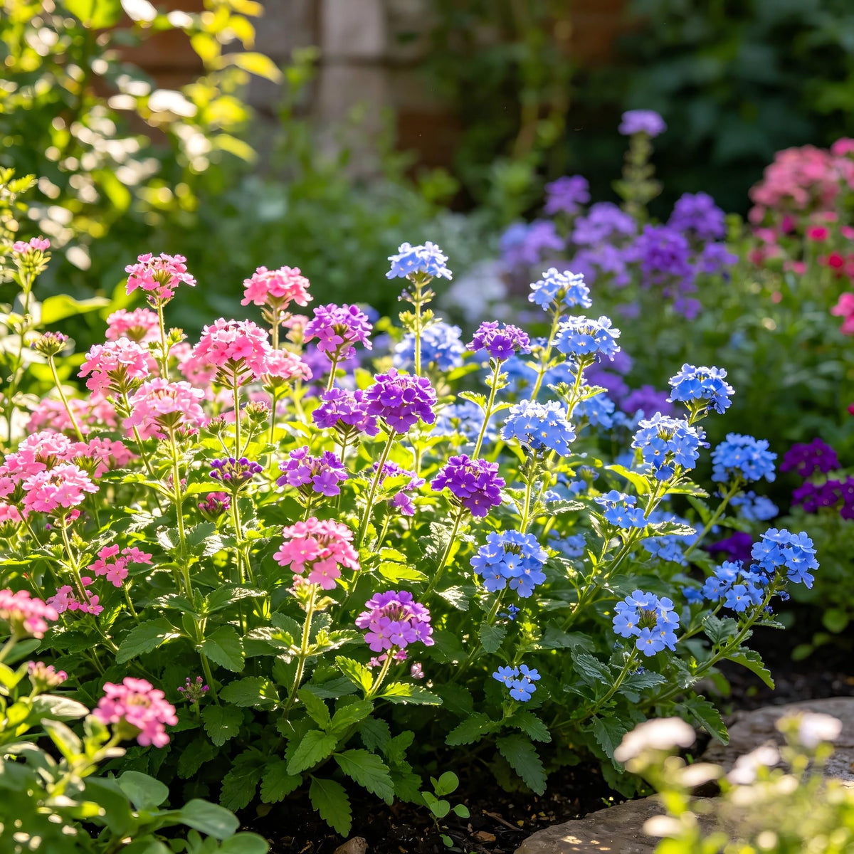 Carpet Creeping CarpetC verbena seeds attract pollinators with long-lasting nectar-rich flowers.