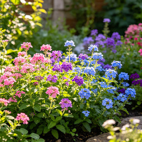 Carpet Creeping CarpetC verbena seeds attract pollinators with long-lasting nectar-rich flowers.