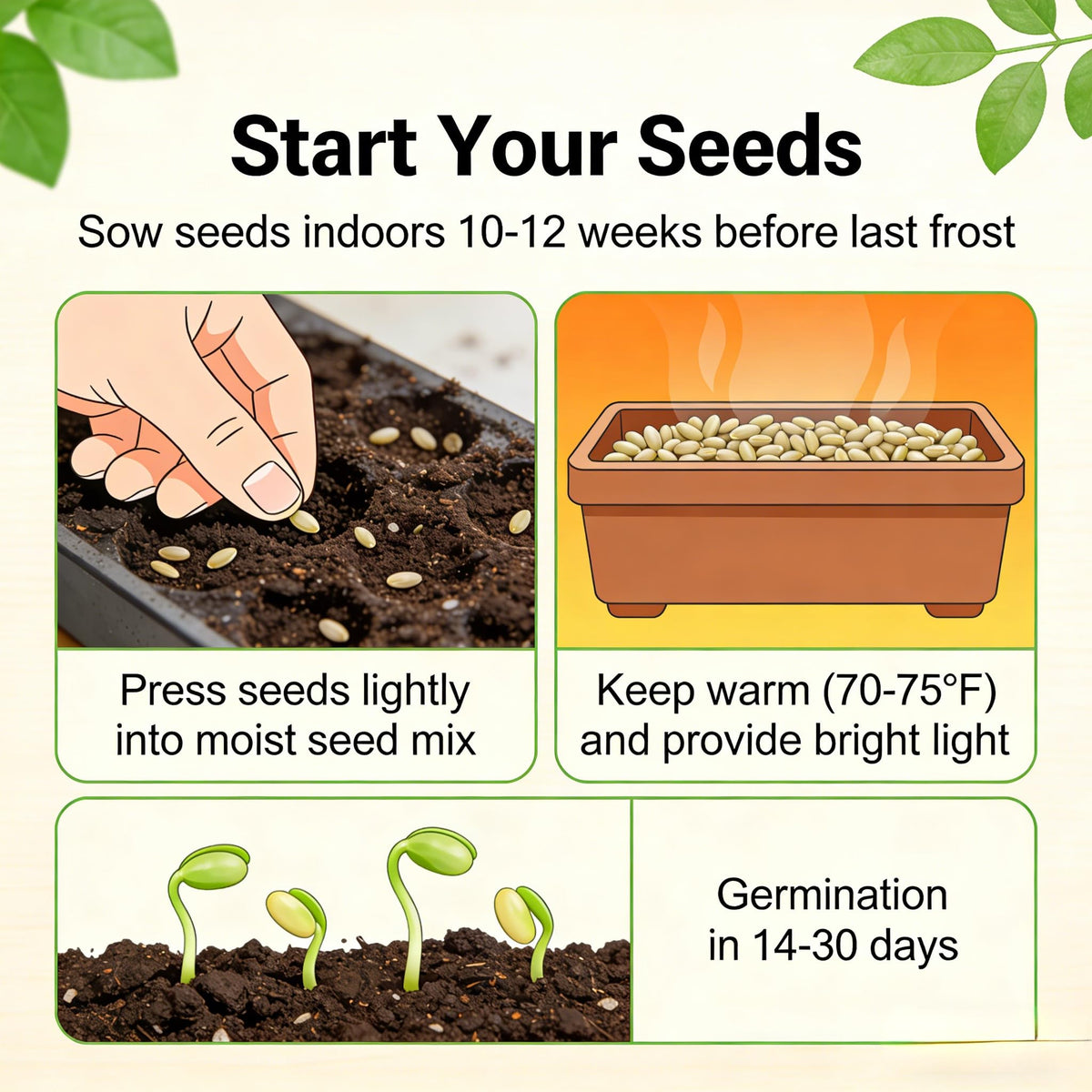 Carpet Creeping CarpetC verbena seeds thrive in sun and well-drained soil.