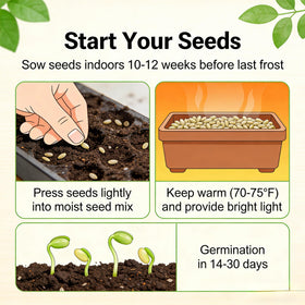 Carpet Creeping CarpetC verbena seeds thrive in sun and well-drained soil.