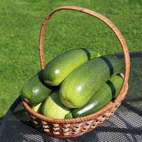 Carpet Creeping CarpetC zucchini fruit developing, signaling a ready harvest.