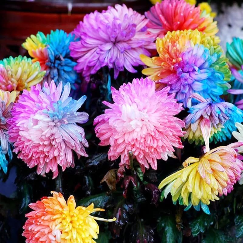 Seasonal blooms from chrysanthemum seeds brighten late summer to fall gardens.