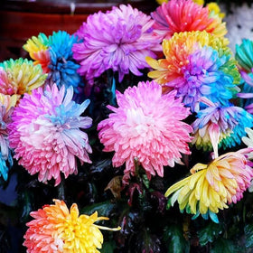Seasonal blooms from chrysanthemum seeds brighten late summer to fall gardens.