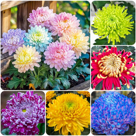 Easy-to-grow chrysanthemums seeds ideal for beginners in garden beds and pots.