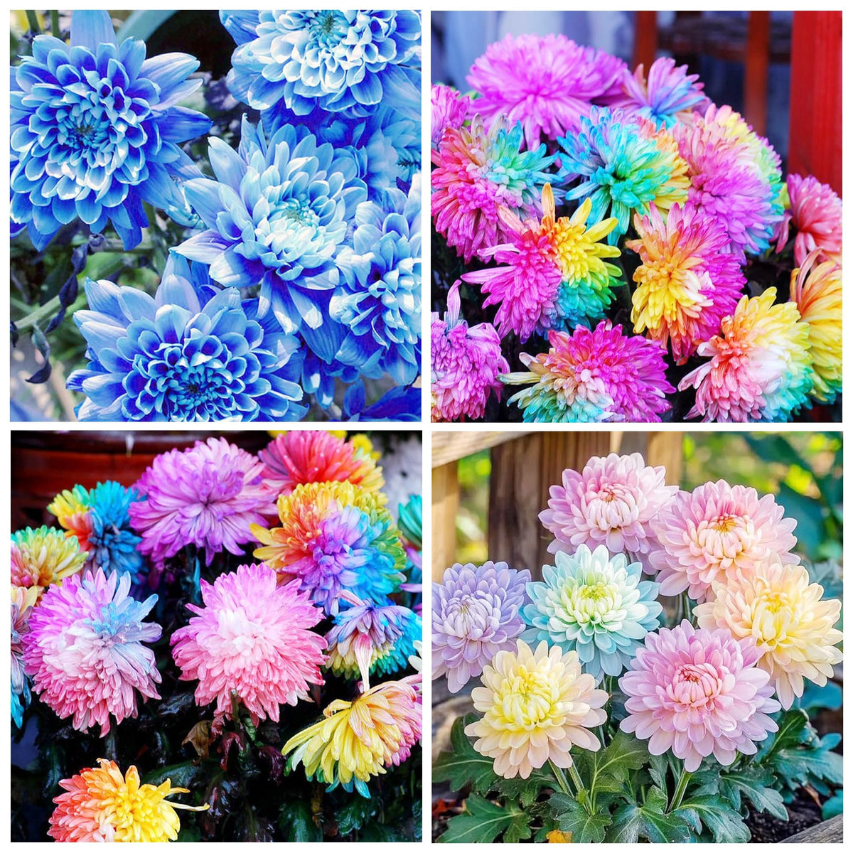 Chrysanthemum seeds for cut flowers and arrangements in outdoor spaces.