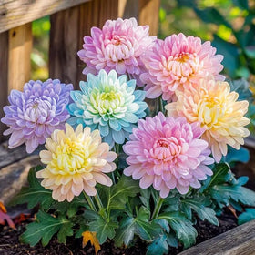 Perennial chrysanthemum seeds offer year-after-year color with proper care.