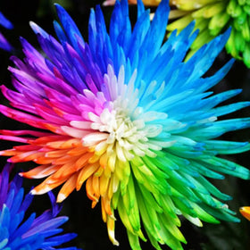 Seed packets for containers and garden plots, versatile chrysanthemums.