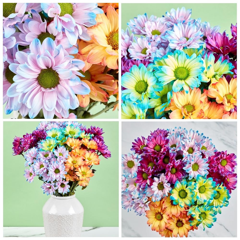 Carpet Creeping chrysanthemum seeds offer varied colors for ornamental beds.