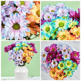 Carpet Creeping chrysanthemum seeds offer varied colors for ornamental beds.