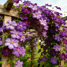 Long-lasting color from Carpet Creeping Clematis purple blooms.