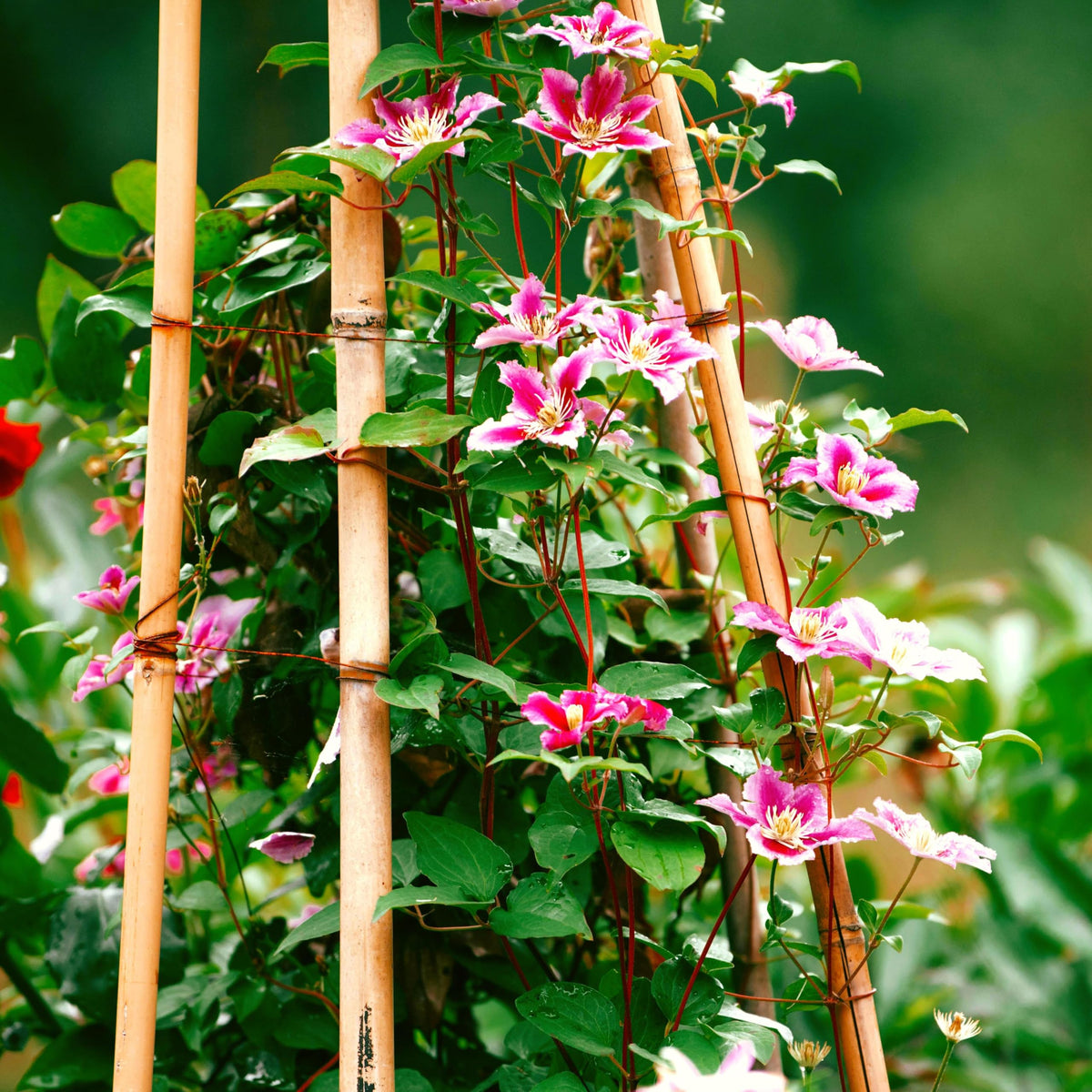 Beginner-friendly Carpet Creeping Clematis seeds suitable for new climbers.