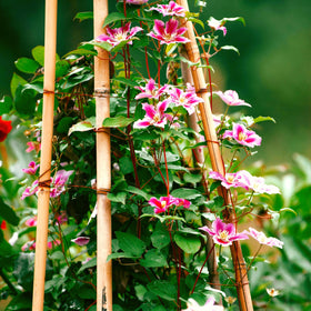 Beginner-friendly Carpet Creeping Clematis seeds suitable for new climbers.