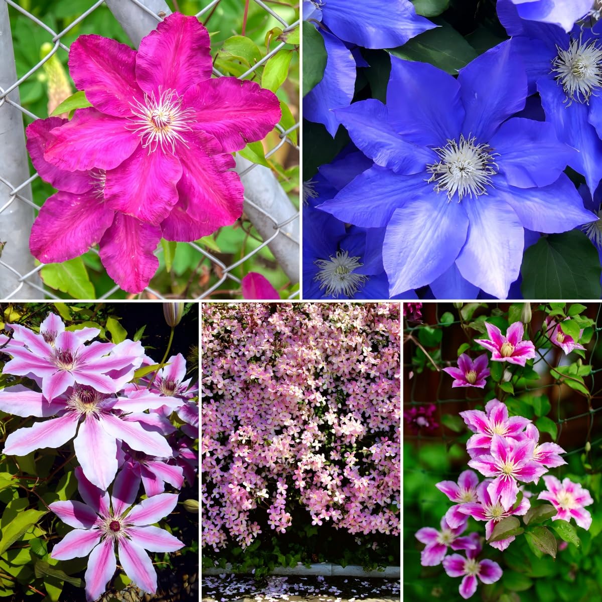 Carpet Creeping Clematis seeds produce purple flowers ideal for fences and arbors.