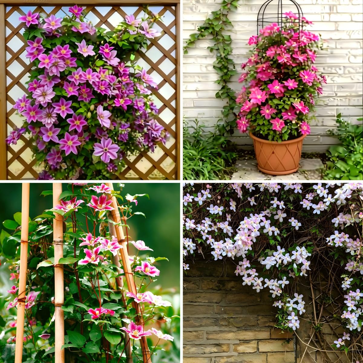 Carpet Creeping Clematis seeds twine upward to form a lush climber.