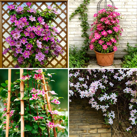 Carpet Creeping Clematis seeds twine upward to form a lush climber.