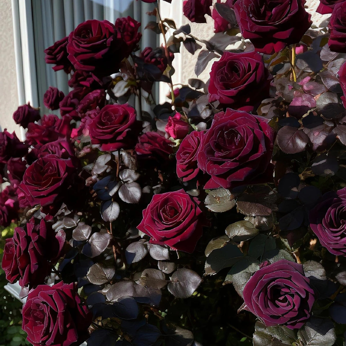 Carpet Creeping climbing rose vine grows up to 15 ft on trellises.