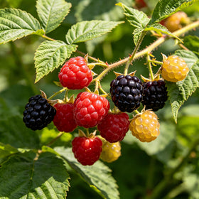 Carpet Creeping cold hardy raspberries resilient perennials for zones 3-8.