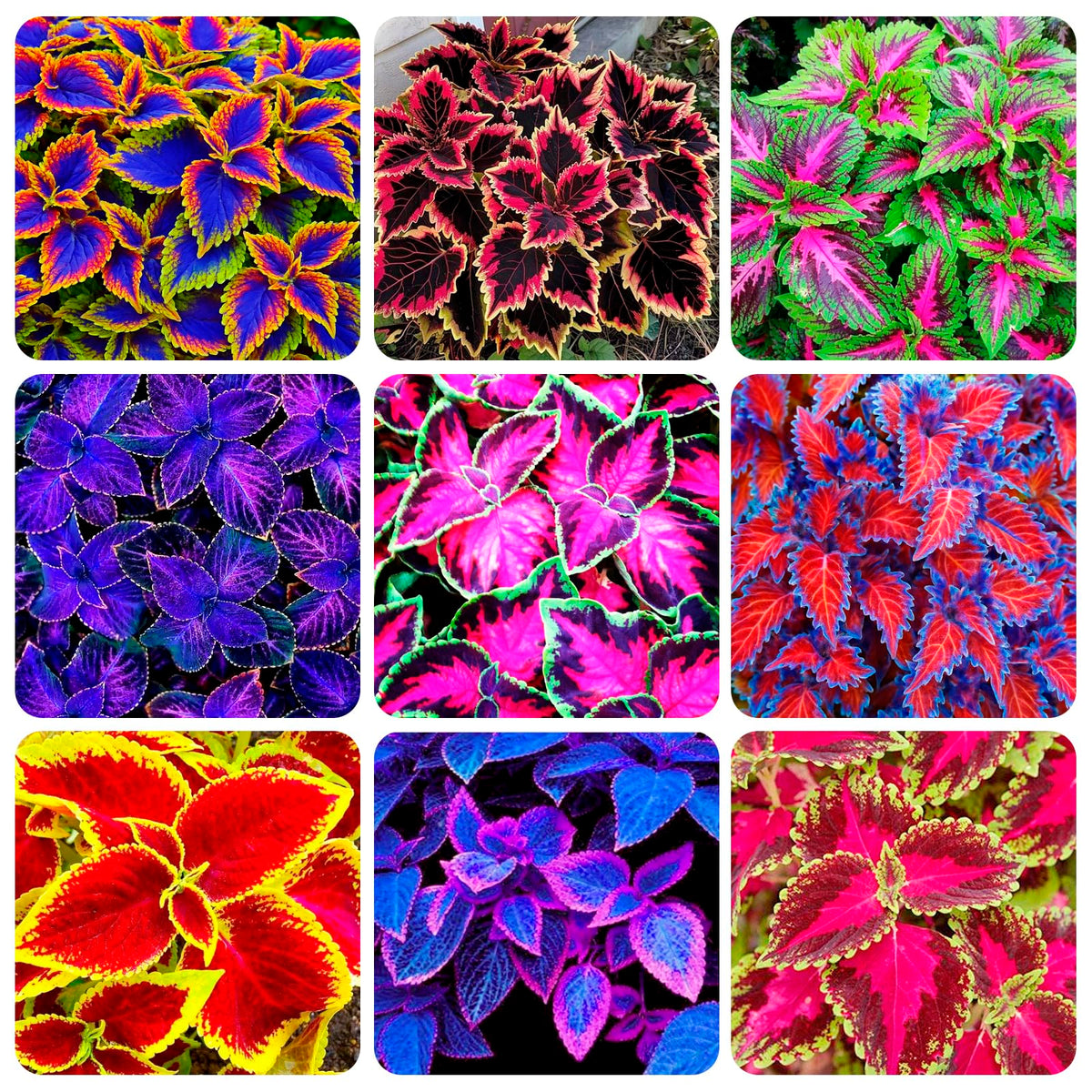 Carpet Creeping Rainbow Mix seeds pack ready for planting in shade gardens.