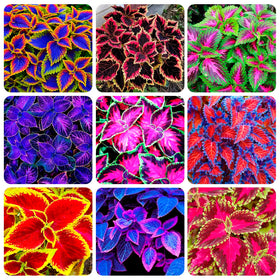 Carpet Creeping Rainbow Mix seeds pack ready for planting in shade gardens.
