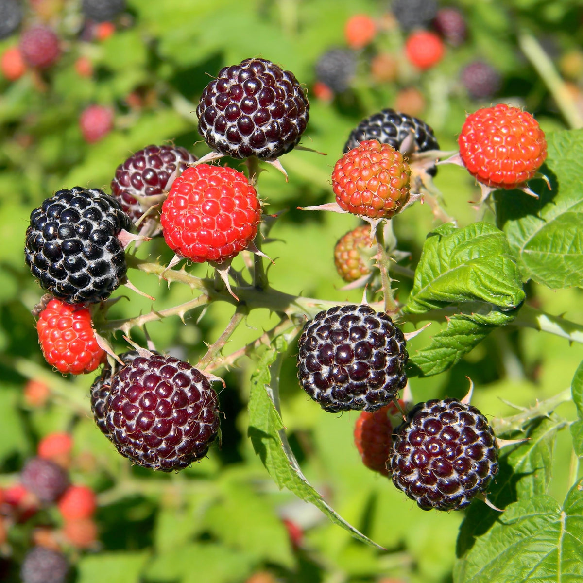 Carpet Creeping containers raspberry plants ideal for balcony edible setups.