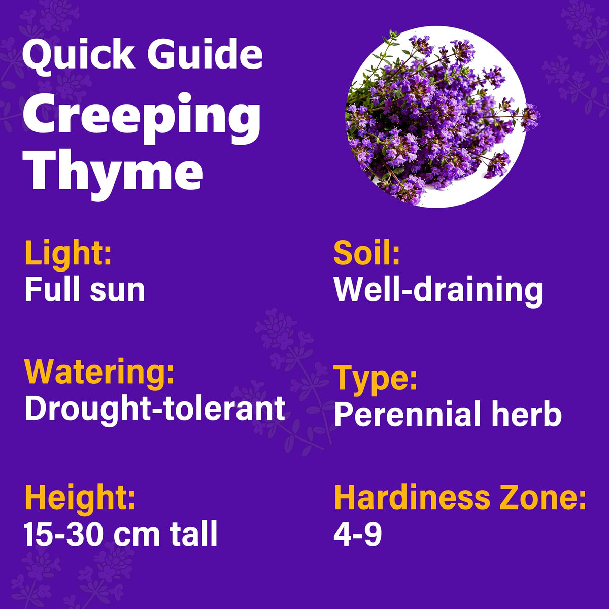 Carpet Creeping Thyme in a container garden for drought-tolerant herbs