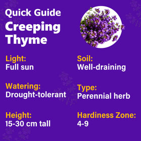 Carpet Creeping Thyme in a container garden for drought-tolerant herbs