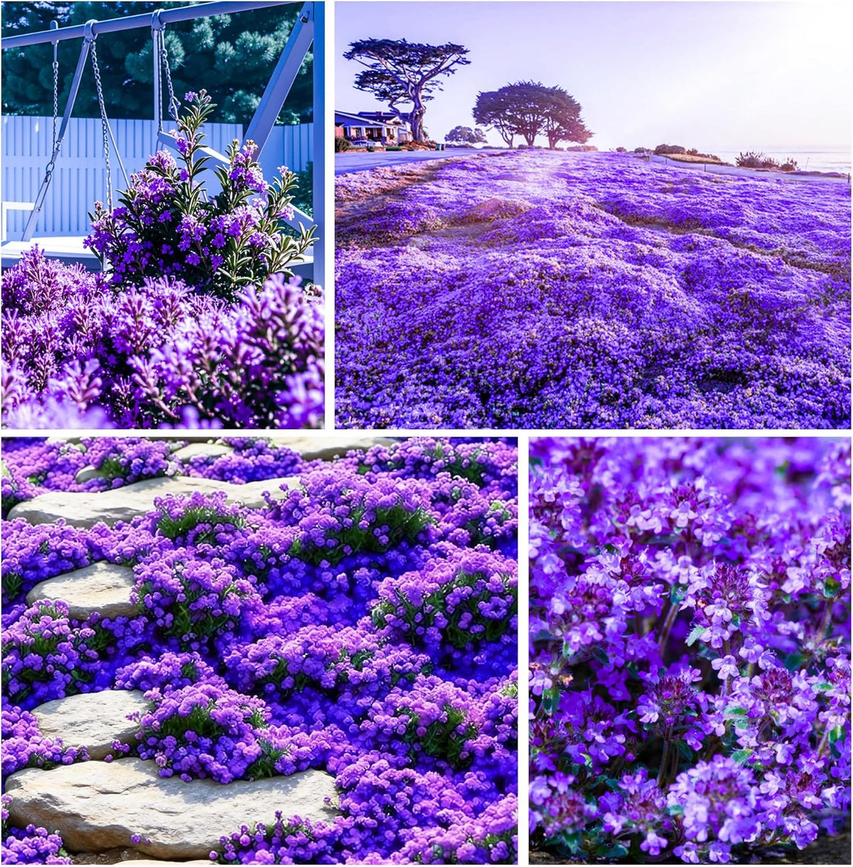 Carpet Creeping Thyme seed pack ready for sun-filled garden beds