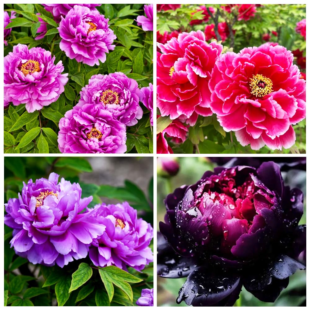 Carpet Creeping double beautiful peonies seeds for a lush garden display.