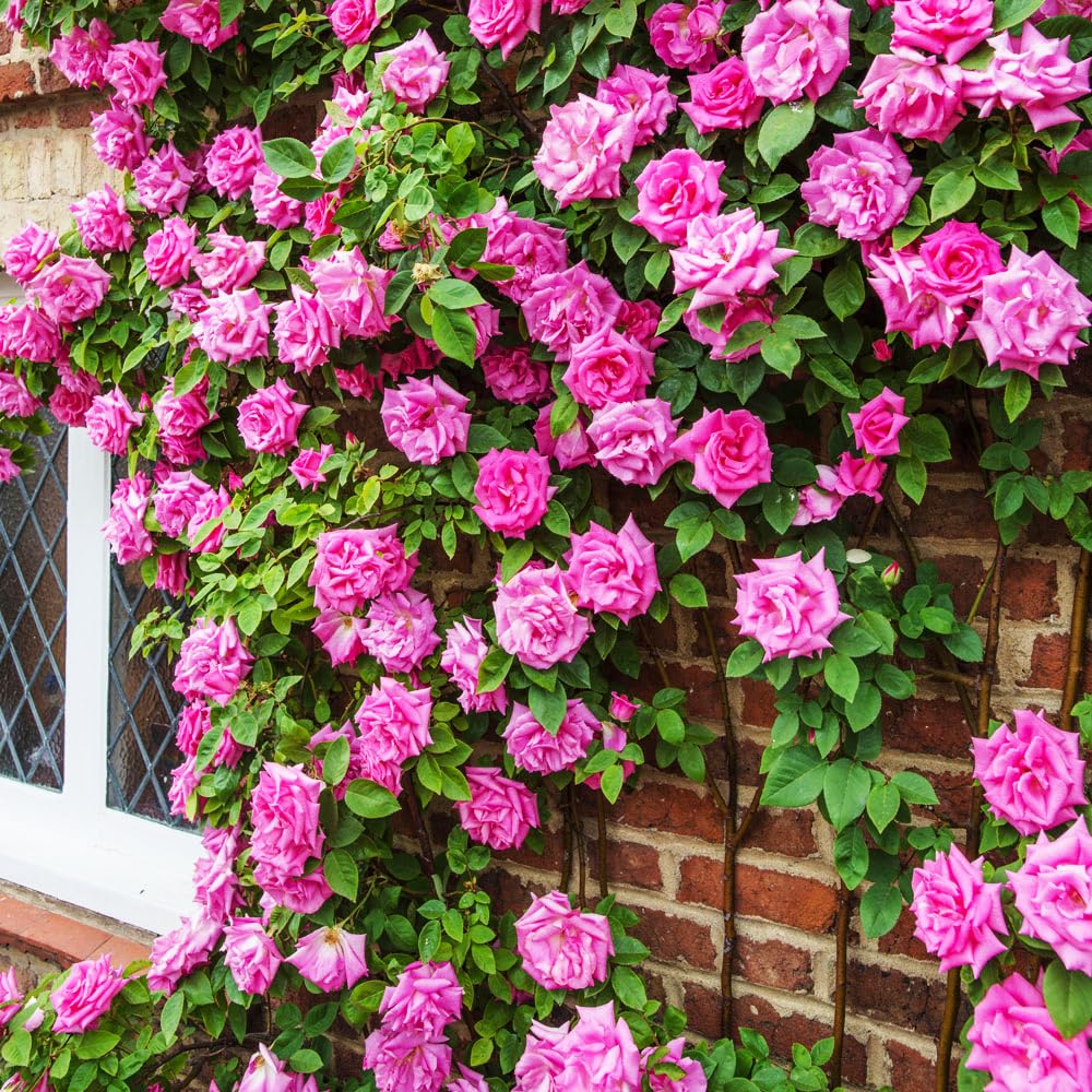 Carpet Creeping double-bloom rose vine for arches and fences in pink.
