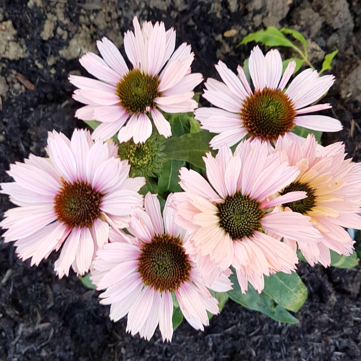 Carpet Creeping echinacea gold flowers offer long-lasting garden interest.