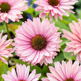Carpet Creeping orange coneflowers add warm drama to beds and containers.