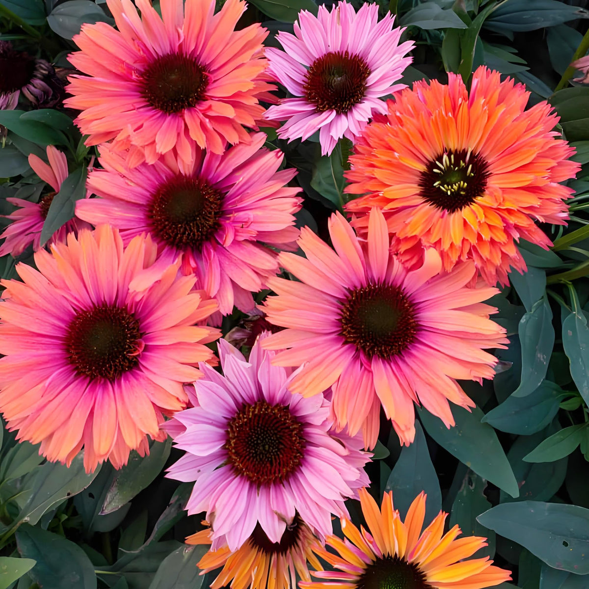 Carpet Creeping purple coneflowers create tall, uniform height in borders.