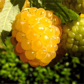 Carpet Creeping edible landscape raspberries add beauty and fruit to gardens.