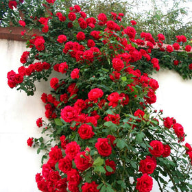 Carpet Creeping fragrant rose vine emits fruity scent along garden edges.