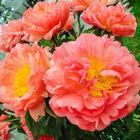 Carpet Creeping garden arrangement ideas for dramatic peony displays.