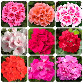 Carpet Creeping geranium seeds blooming, adding long-lasting color to containers.