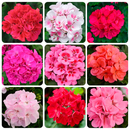 Carpet Creeping geranium seeds packaging, ideal starter for borders.