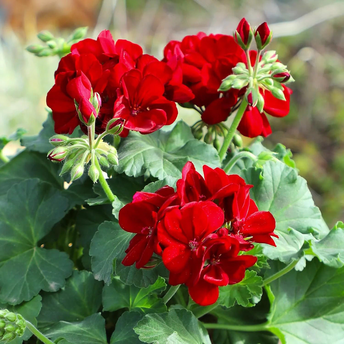 Carpet Creeping geranium seeds seedling, ready for transplant in sunny beds.
