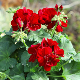 Carpet Creeping geranium seeds seedling, ready for transplant in sunny beds.