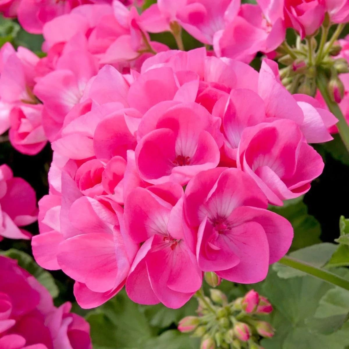 Carpet Creeping geranium seeds sun-loving, thrives in bright garden spaces.