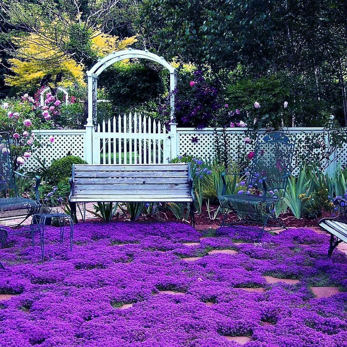 Carpet Creeping Thyme ground-cover sprouting in garden bed