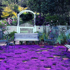 Carpet Creeping Thyme ground-cover sprouting in garden bed