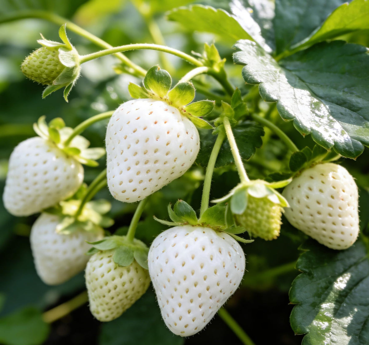 Carpet Creeping home garden collection with strawberries and raspberries.